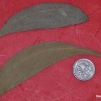 broad-leaved hickory