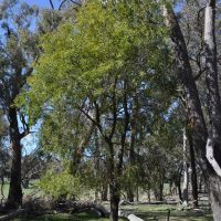 hickory wattle