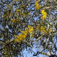silver wattle