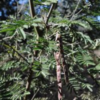 Dean's wattle