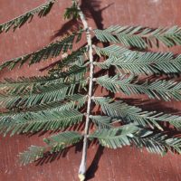 fern-leaved wattle