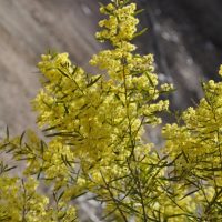 fringed wattle