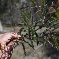 red-stemmed wattle