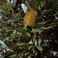 Coast banksia