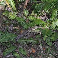 fishbone water fern