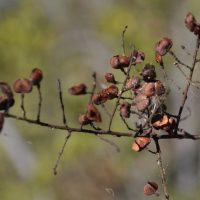 Blackthorn