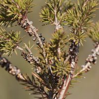 Alpine Bottlebrush