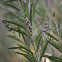 River Bottlebrush