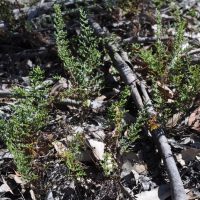 Rock Fern