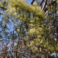 Small-leaved Clematis