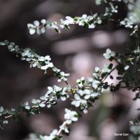 Prickly Currant Bush