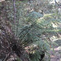 soft tree-fern