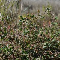 Berry Saltbush