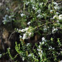 Coast Coral Heath