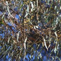Narrow-leaved Black Peppermint