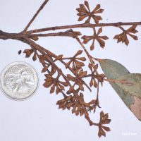 Narrow-leaved Peppermint