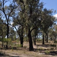 Mugga Ironbark