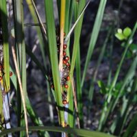Rough Saw-sedge