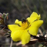 Hoary guinea flower