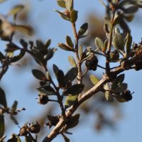 Slender Tea-tree