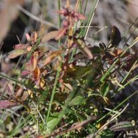 Creeping Mint