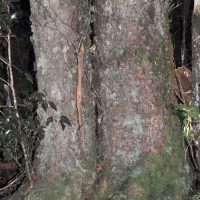 antarctic beech