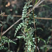 wonga wonga vine