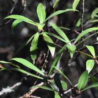 northern pepperbush