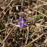 Native Violet