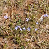Australian bluebell