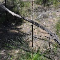 Johnson's grass tree