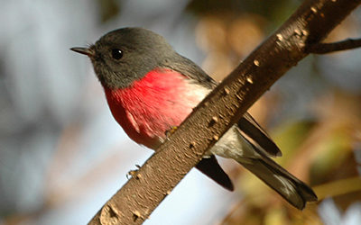 Woodland Birds Workshop